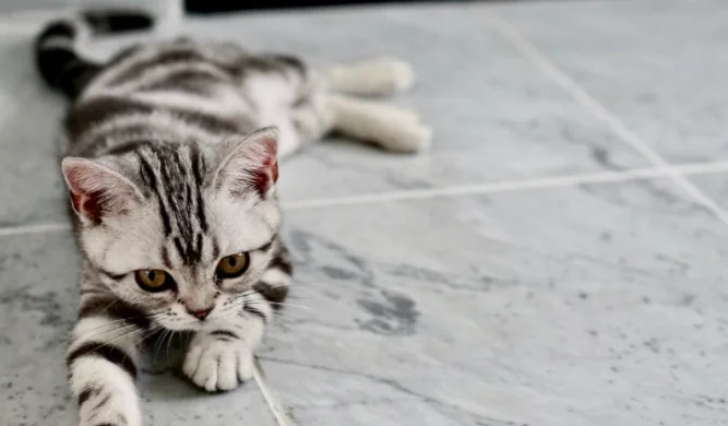 I gatti non cadono: non troppo vero